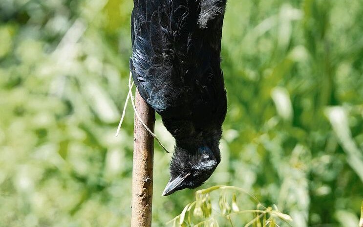 Effizient, aber verpönt: Eine aufgehängte tote Krähe soll Artgenossen abschrecken.