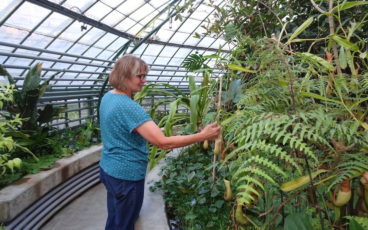 Die Gärtnerin Edith Zemp betreut die Kannenpflanze im Viktoriahaus des Botanischen Gartens Basel. 