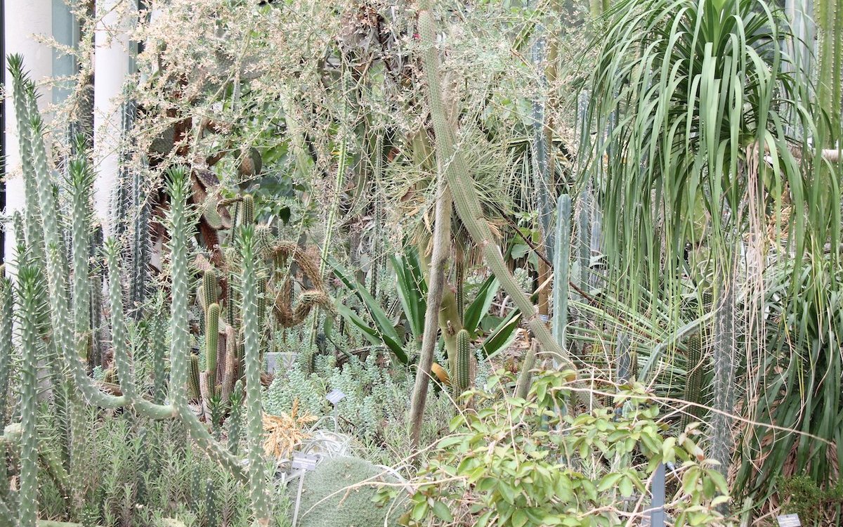 Typische Sukkulenten-Vegetation im Sukkulentenhaus des Botanischen Gartens der Universität Bern. 