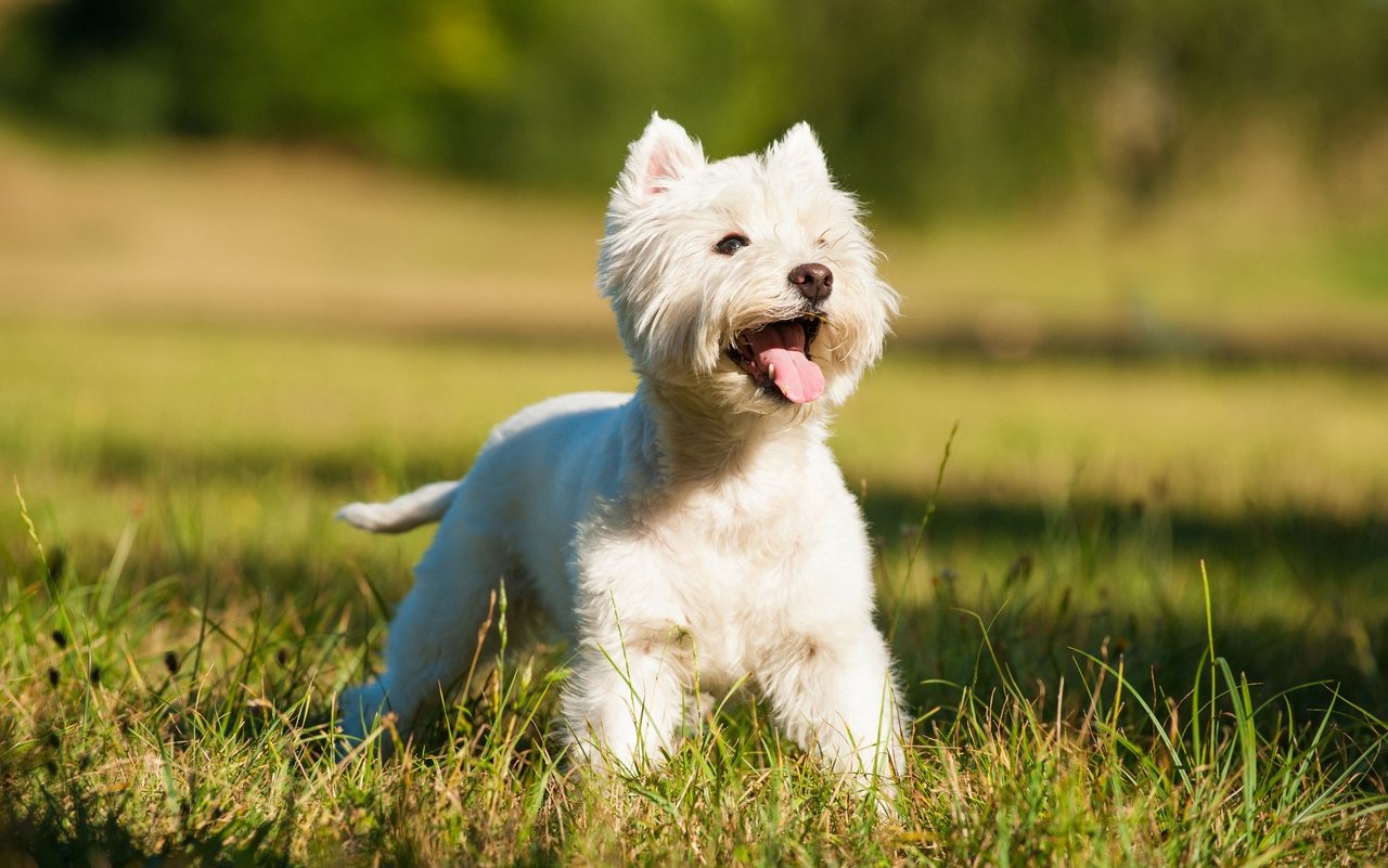 Der Kopf des Westies ist von dichtem Haar bedeckt, wodurch er seine typische Form erhält, die als «Chrysanthemenkopf» bezeichnet wird.