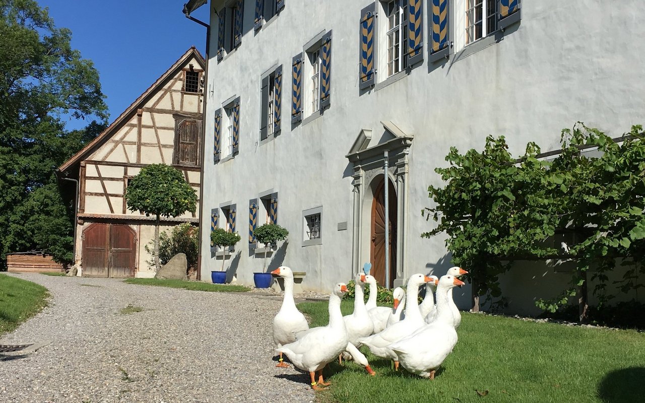Auf dem Hofgut Schloss Gündelhart werden Weidegänse und Hausgänse gehalten.