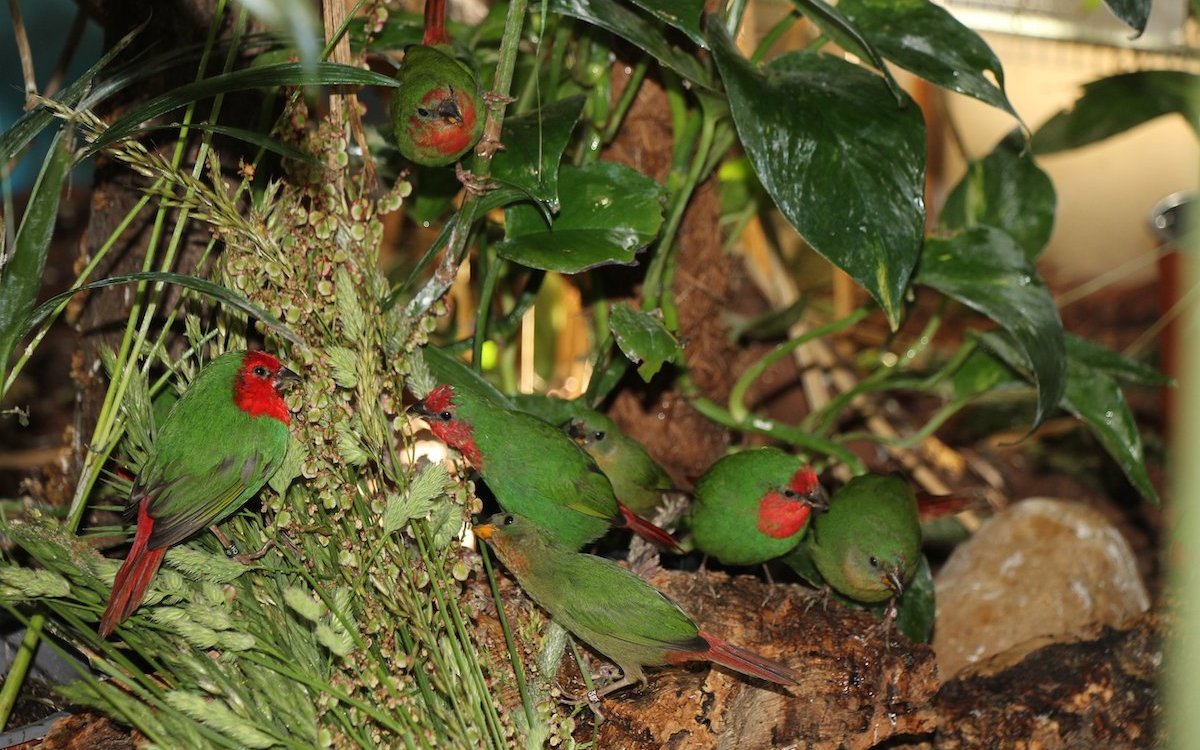 Diese Schar Rotkopf-Papageiamadinen freut sich über frische Gräser aus der Natur. Die Prachtfinken picken nach den Samen. 