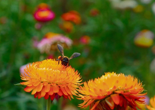 Die Bienen danken da Die Bienen danken das Wildgärtnern mit sehr emsiger Bestäubung.