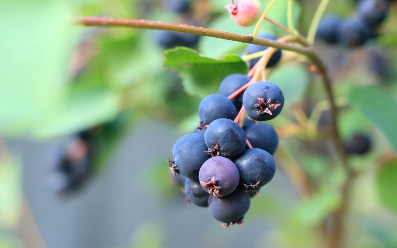 Die Früchte der Felsenbirne sind je nach Sorte blau bis dunkelrot gefärbt. 