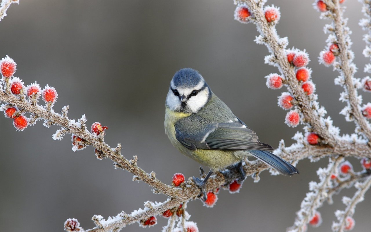 Im Winter, wenn Bäume und Sträucher wenig bis kein Laub tragen, sind Vögel wie hier die Blaumeise einfacher zu erspähen.