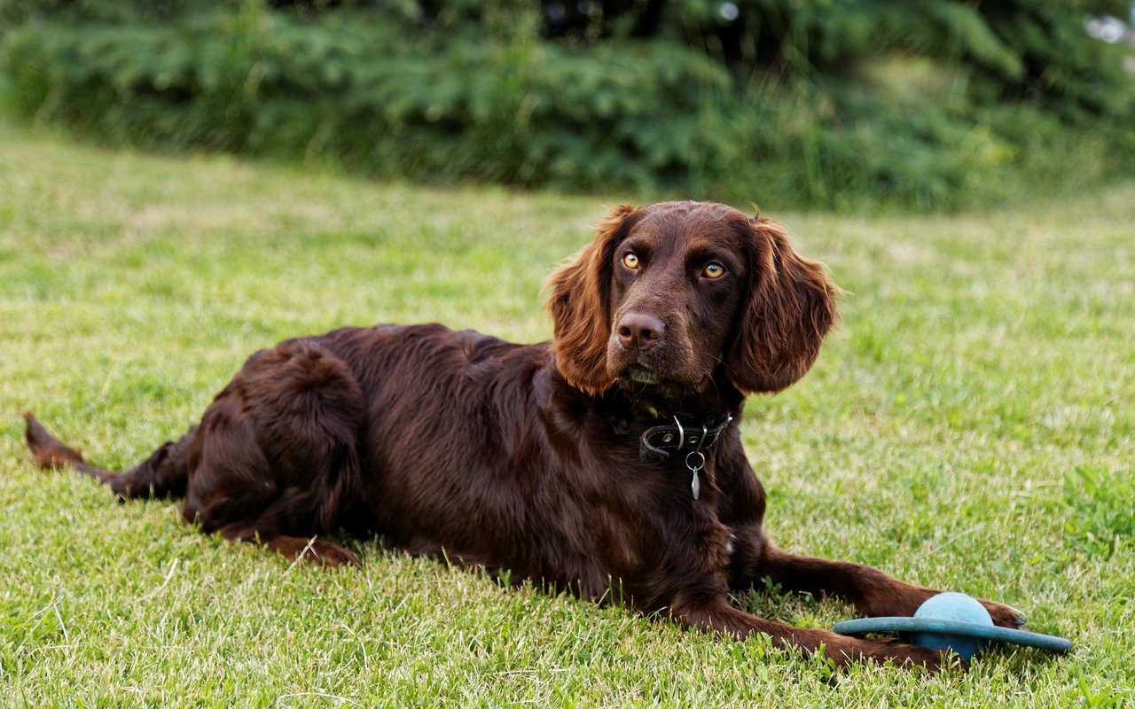 Der Deutsche Wachtelhund ist ein mittelgrosser Hund mit dichtem, gewelltem Fell und markanten, hängenden Ohren.