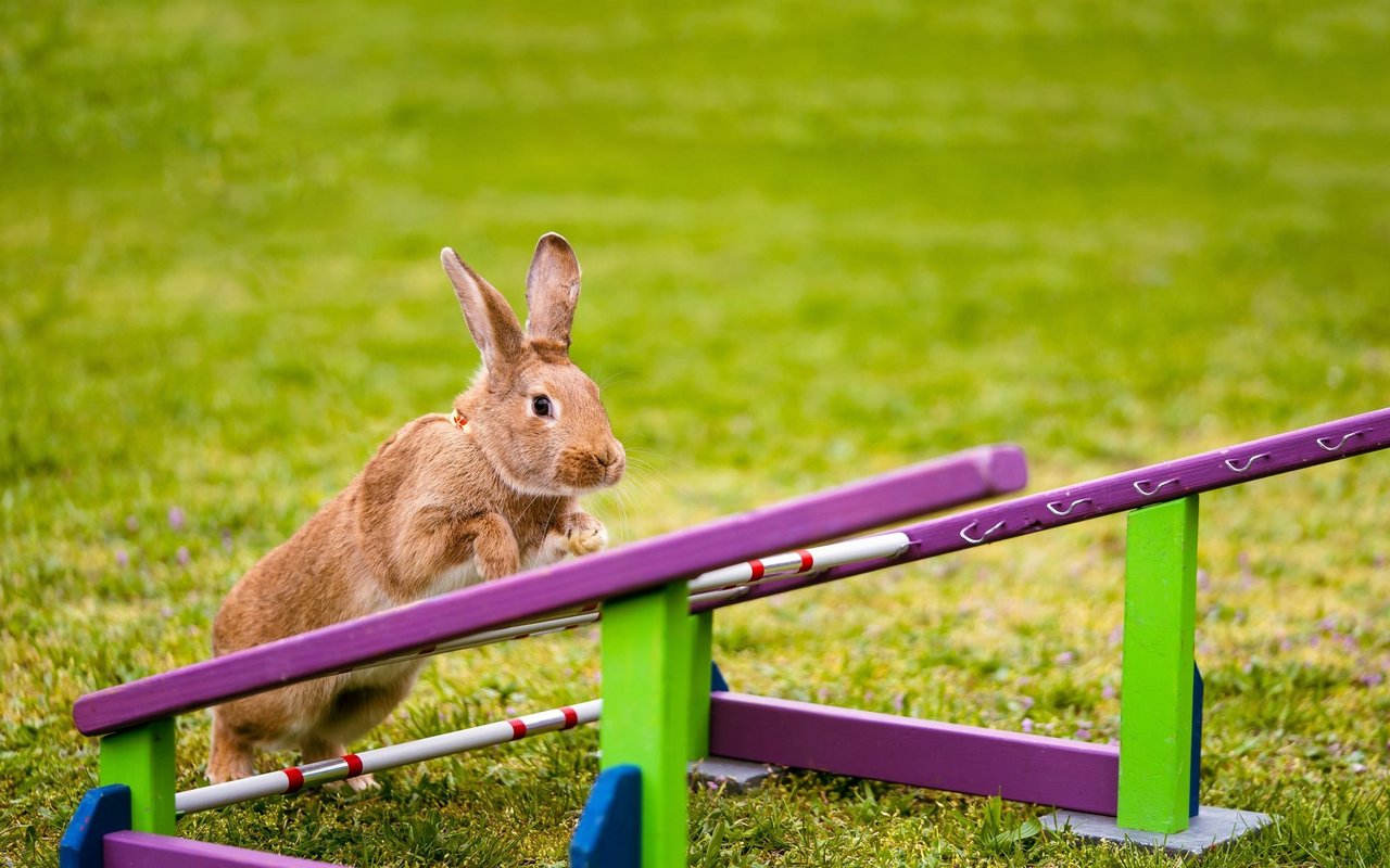 Teamarbeit: Kaninchen und Halter im Einklang.