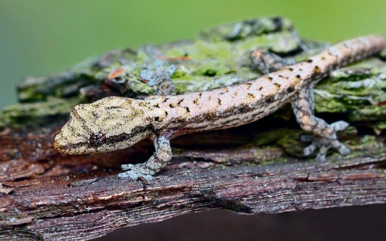 Der Jungferngecko macht seinem Namen alle Ehre.