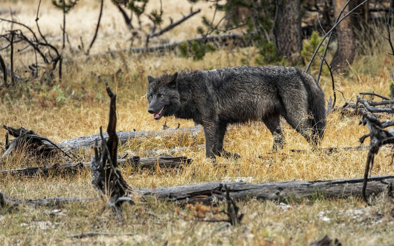 (Symbolbild) Beim PC-Game Wolf Quest streifen Spielerinnen und Spieler als Wolf durch den Yellowstone National Park. 