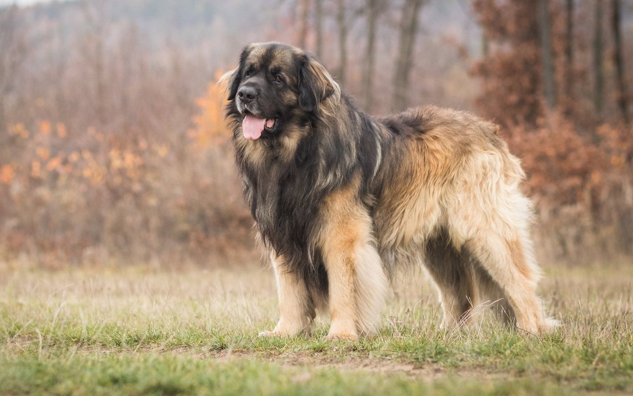 Viele Leonberger-Rüden besitzen eine deutliche Mähne, die durch das üppige Fell gebildet wird.