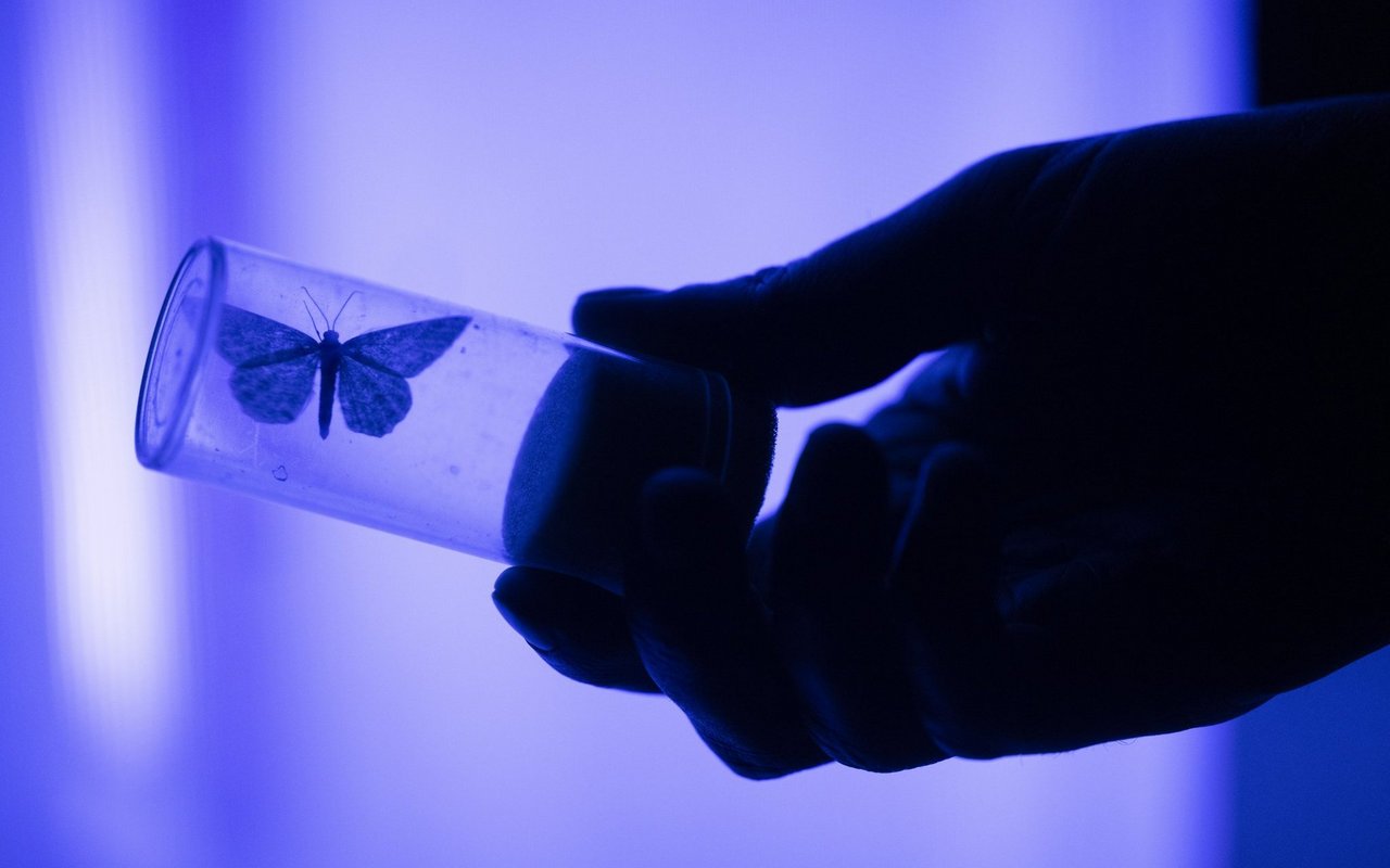 Erst im Acrylglas kann der Nachtfalter vom Entomologen genauer betrachtet werden.