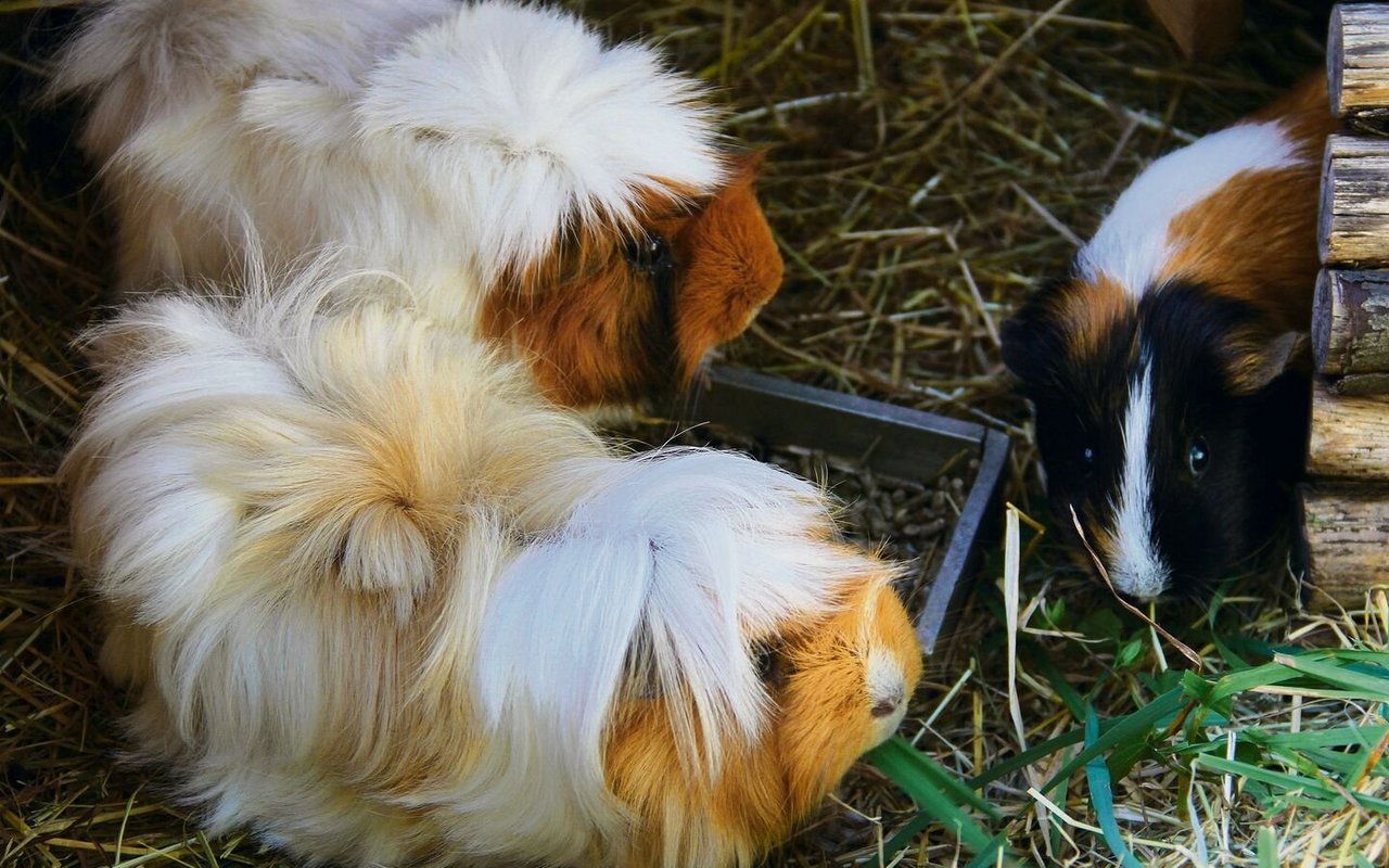 Meerschweinchen leben gerne in Gruppen und brauchen viele Unterschlupfmöglichkeiten. 