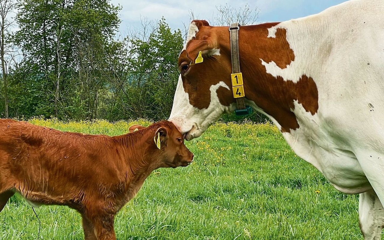 Mutter und Kalb geniessen die gemeinsame Zeit - sei es auf der Weide oder im Stall.