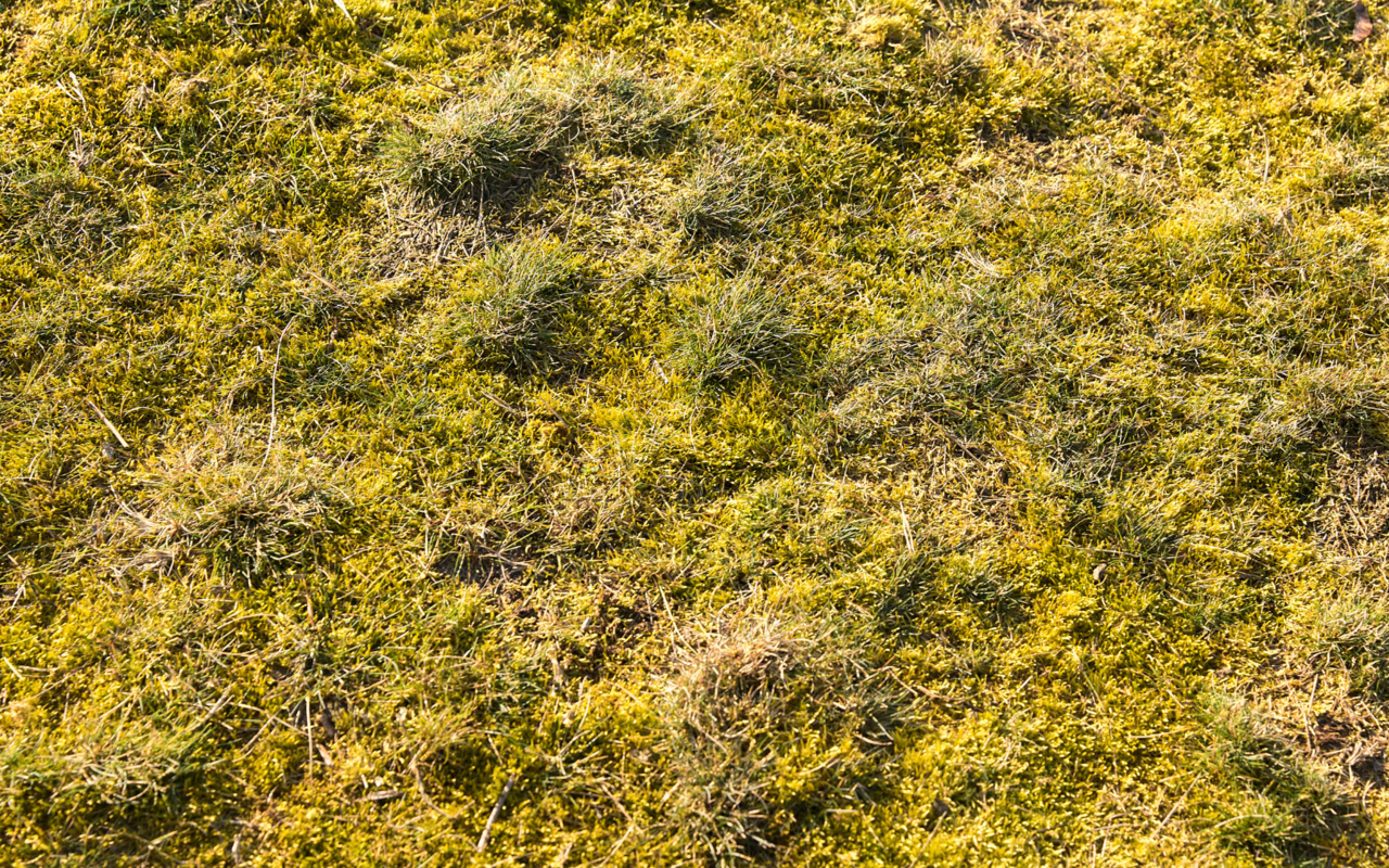 Mit diesen Tipps wird man Moos im eigenen Garten los.