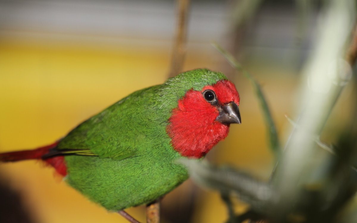 Rotkopf-Papageiamadinen tragen erst, wenn sie ausgewachsen sind, die schön rote Gesichtsmaske. 
