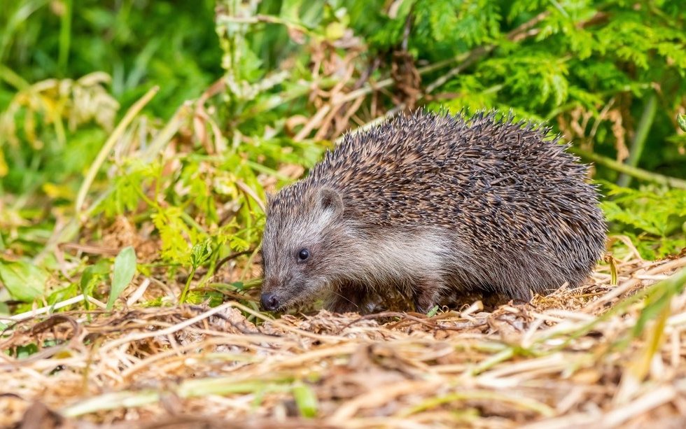 Naturnahe Gärten sind der beste Igelschutz.