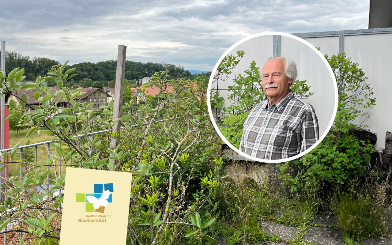 Markus Graf-Meyer hat seine Terrasse in ein grünes Naturparadies für Pflanzen, Insekten und Vögel verwandelt.