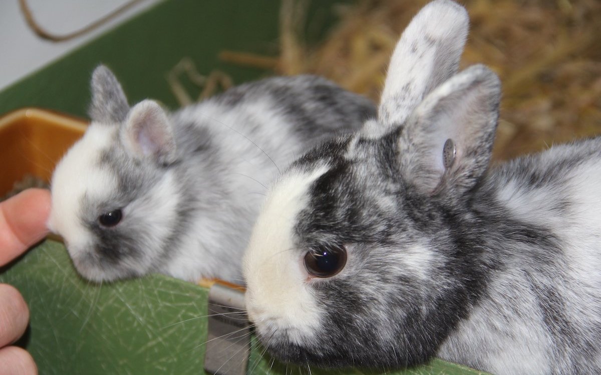 Kaninchen sind soziale Tiere, tragen aber Rangkämpfe aus, wenn das Gehege nicht ausreichend strukturiert ist. 