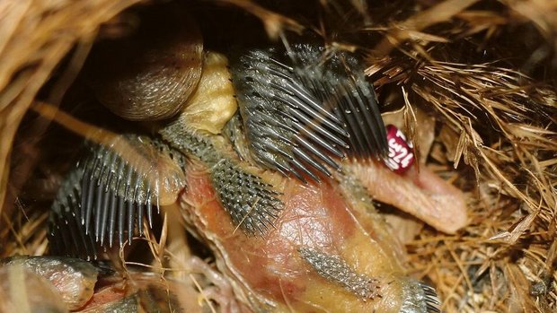 Die geschlossen beri Die geschlossen beringten Jungvögel werden zurück in das Nest gesetzt und von den Altvögeln weiter aufgezogen.
