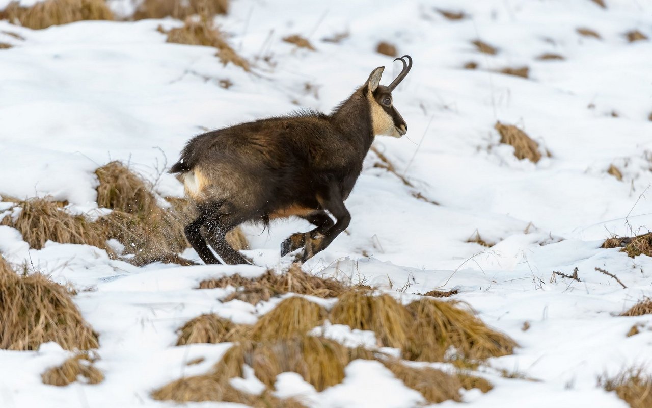 Bei der Flucht vor Menschen in ihrem Lebensraum verbrauchen Wildtiere viel wertvolle Energie. Das kann besonders im Winter fatale Folgen haben. 