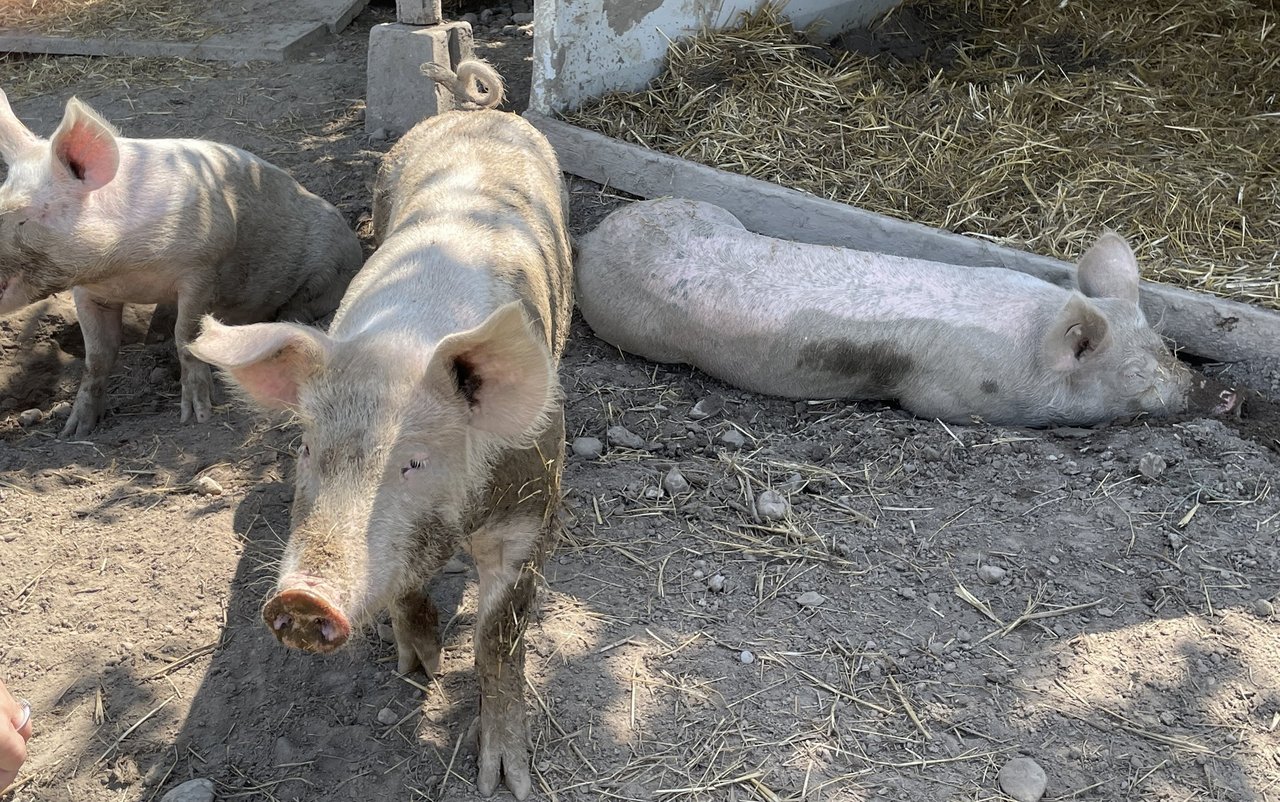 Nicht nur die Bewohnenden, auch die Schweine fühlen sich wohl im Oeschberg.