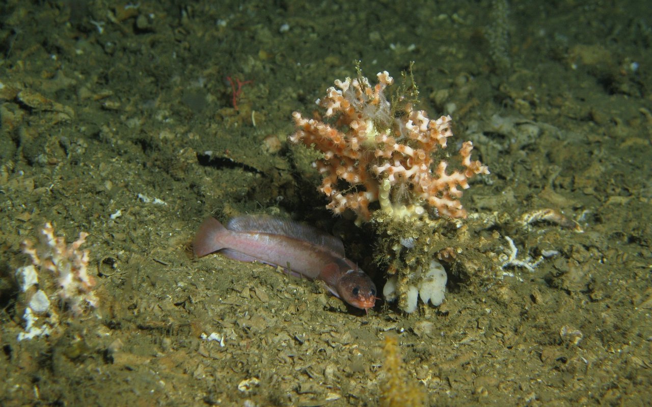 Der neu entdeckte Fisch wurde auf den Namen «Gaidropsarus mauritanicus» getauft, um auf das schützenswerte Ökosystem Mauretaniens hinzuweisen.