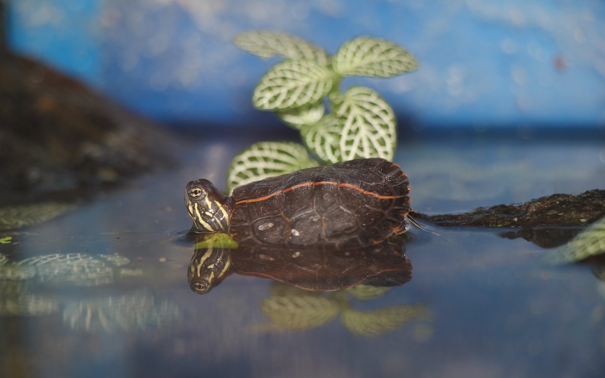 Eine junge Südliche Zierschildkröte in ihrem Aquaterrarium. 