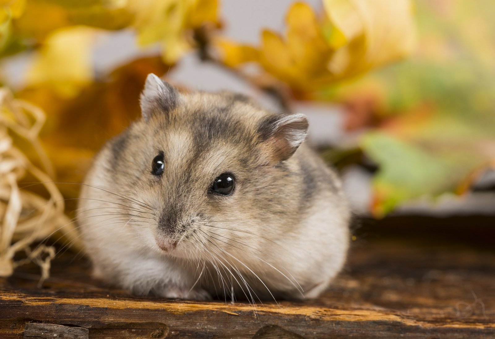 Versteck für kleinere Nager wie Hamster und Mäuse