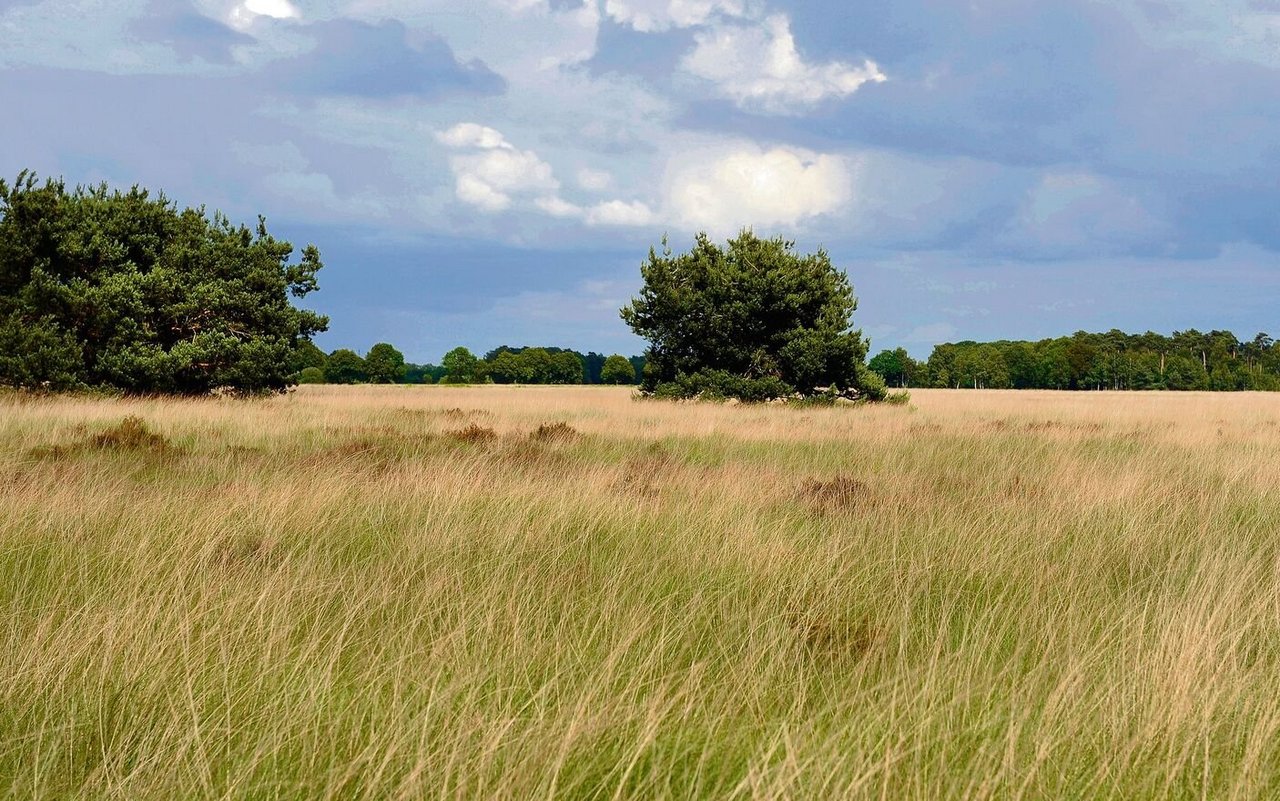 In der Natur gehören Gräser zu der dominierenden Vegetationsform wie hier das Pfeifengras in den Niederlanden.