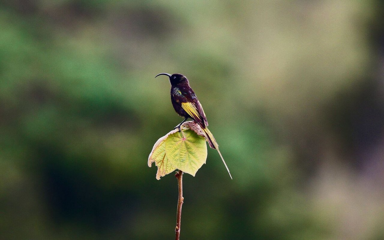 Der Goldschwingen-Nektarvogel lebt in den Nebelwäldern Ostafrikas und bildet ein Pendant zu den südamerikanischen Kolibris.