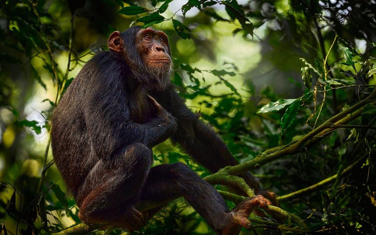 Begegnung mit Schimpansen im zentralafrikanischen Regenwald. 