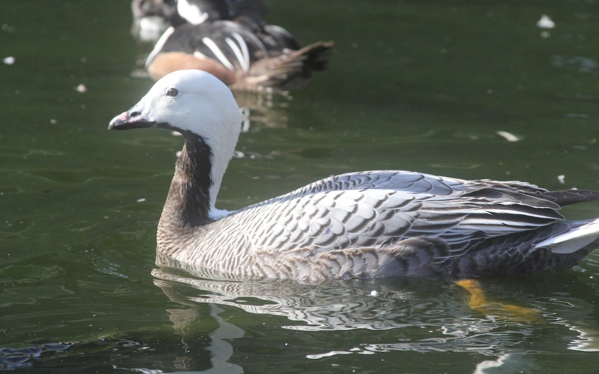 Kaisergans bei einem Schweizer Wasservogelliebhaber auf sauberem Teich. 