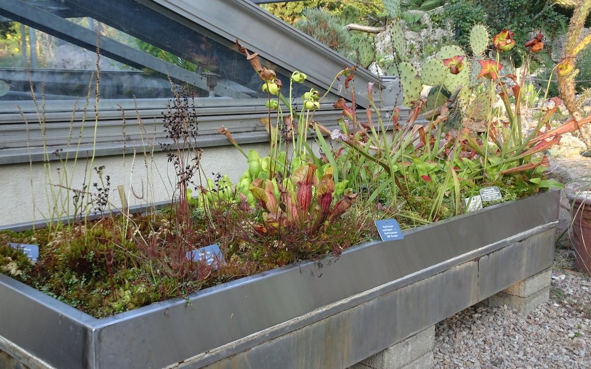 Schlauchpflanzen werden im Botanischen Garten Basel ganzjährig draussen kultiviert. 