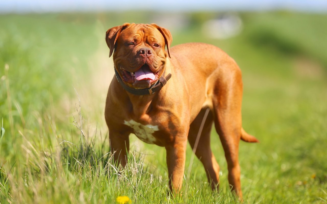 Die Bordeaux Dogge besitzt eine kräftige, muskulöse und athletische Statur. Markant sind zudem ihre Gesichtsfalten.