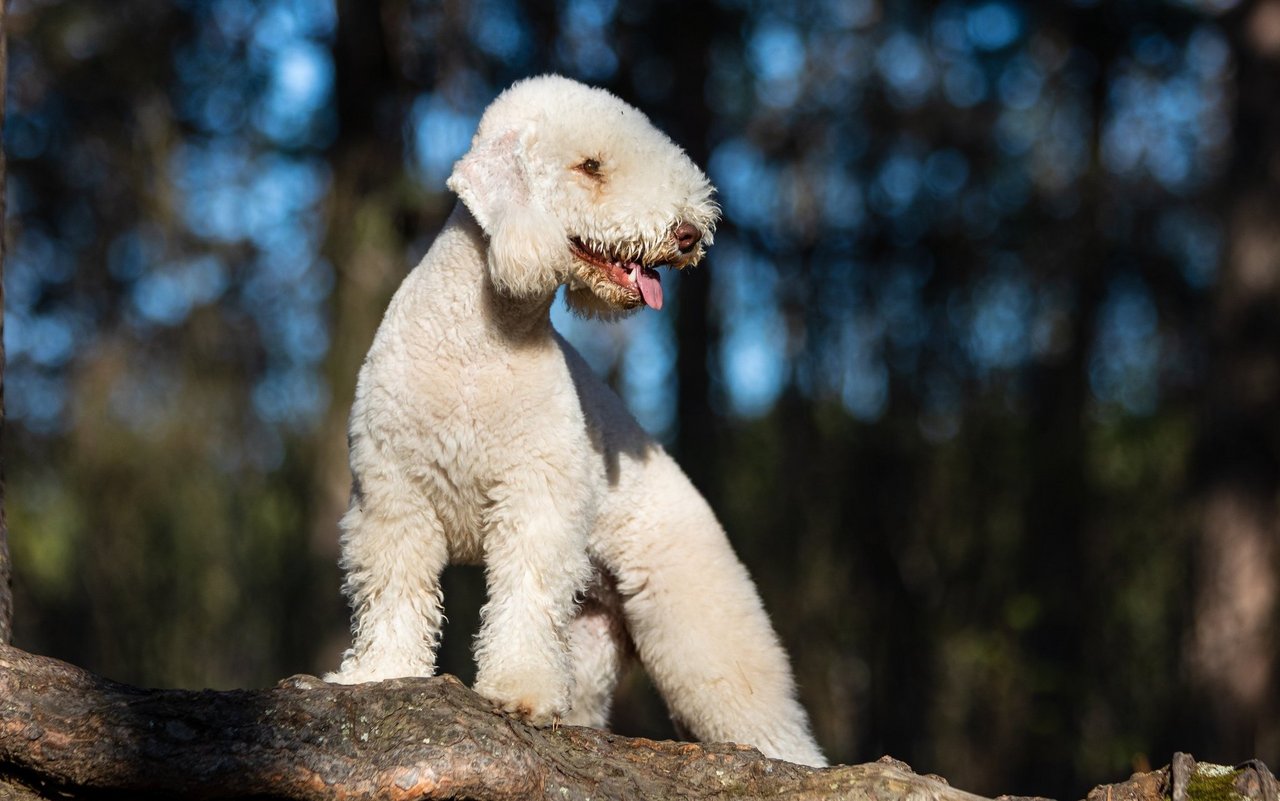 Der Bedlington Terrier zeichnet sich durch sein elegantes, geschwungenes Profil, das dichte, leicht gelockte Fell und den charakteristischen Lamm-ähnlichen Schopf auf dem Kopf aus.