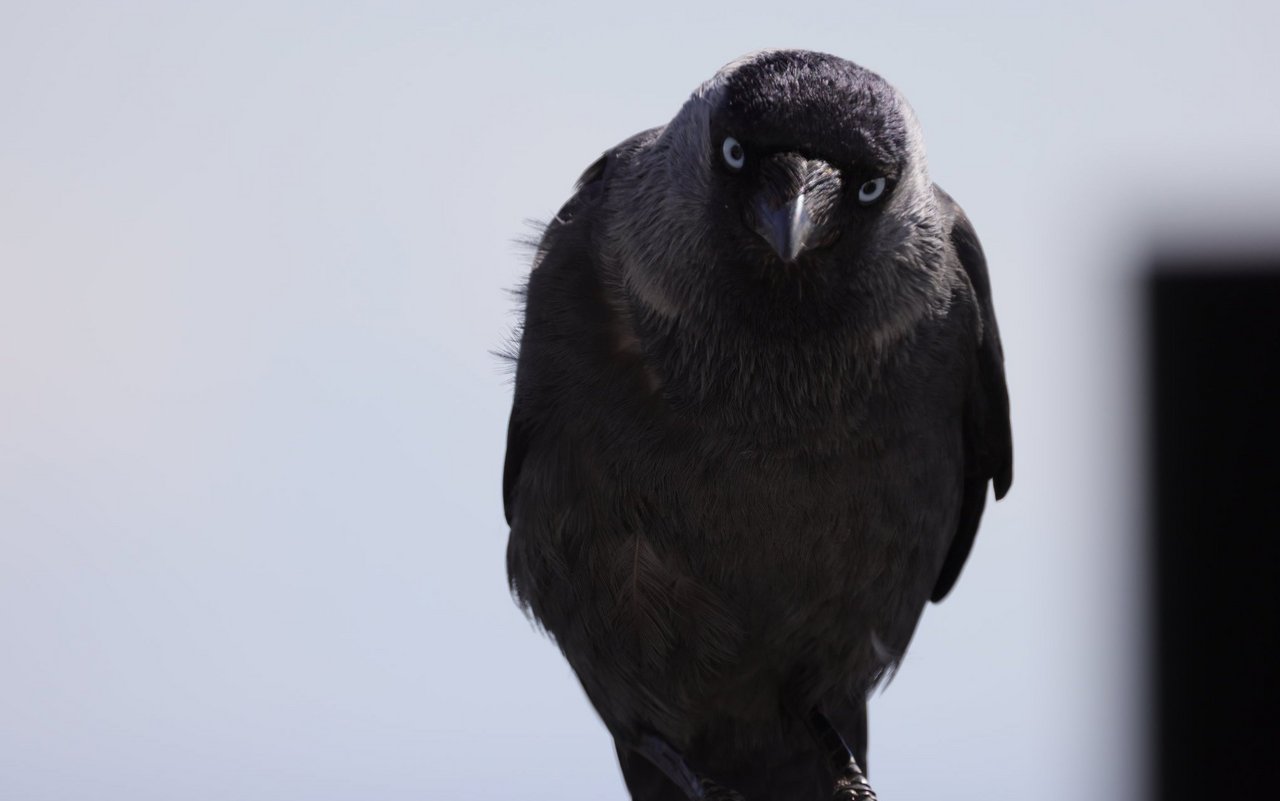 Die Hirne von Krähen sind zwar klein, aber im Vergleich zur Körpergrösse vergleichbar mit dem menschlichen Gehirn.