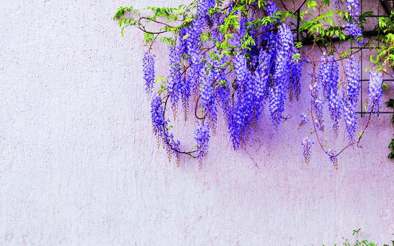 Glyzinien (Wisteria sinensis) sind Tiefwurzler und brauchen eine Kletterhilfe, damit sie ihre Triebe darum schlingen können. 