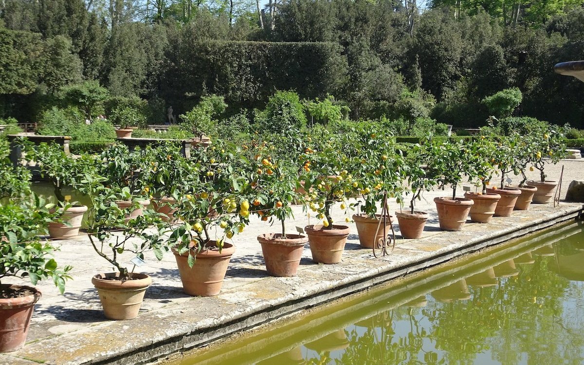 Zitruspflanzen sind typische Kübelpflanzen, hier in den Boboli-Gärten in Florenz. 