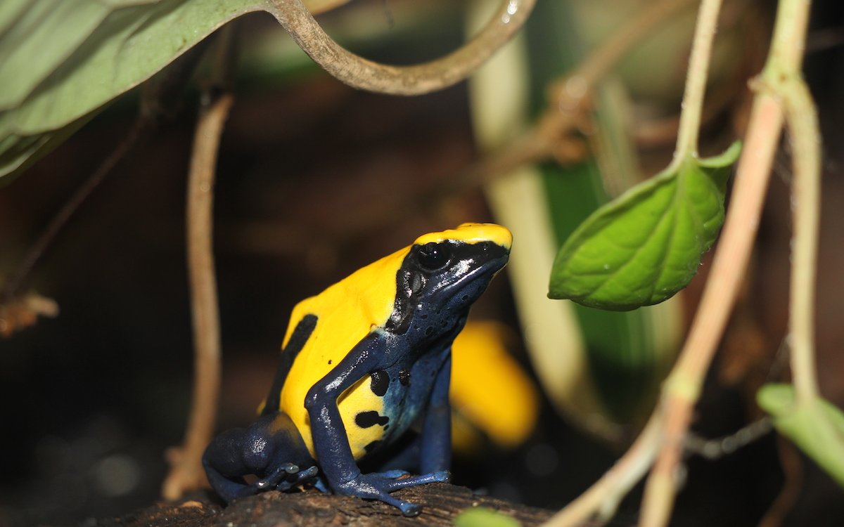 Der südamerikanische Färberfrosch ist während des ganzen Jahres aktiv. 