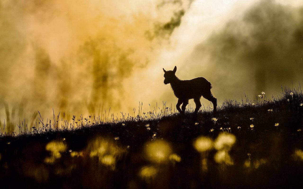 Mit der Aufnahme «Zwischen Blumen und Sonne» gewann Fitze 2021 die Auszeichnung «Young Nature Photographer of the Year».