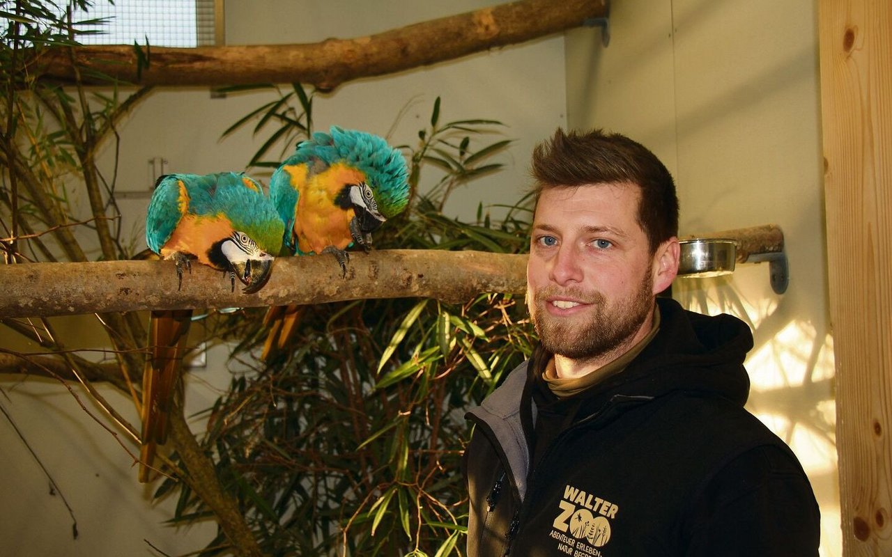 Der Tierpfleger Dominic Kast mit zwei Gelbbrustaras im Walter Zoo in Gossau SG, die er frei fliegen lässt. 