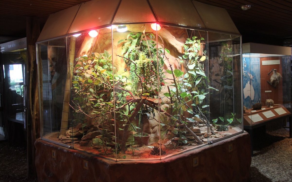 Ein hohes und über das Eck gebautes Terrarium mit künstlich geschaffener Felsrückwand und Pflanzenwuchs.