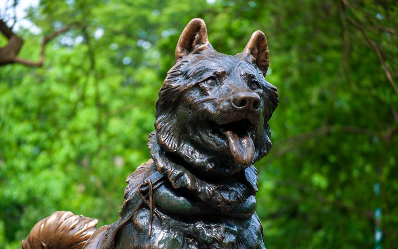 Im Podcast "Hohe Tiere" werden berühmte Tiere vorgestellt, so wie Balto der Schlittenhund, dessen Statue in New York zu besichtigen ist. 