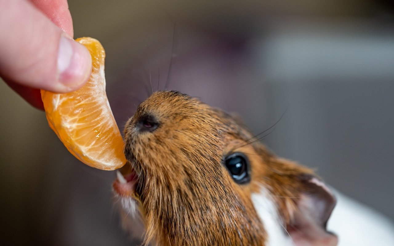 Säurehaltige Früchte wie Mandarinen vertragen Meerschweinchen nicht.