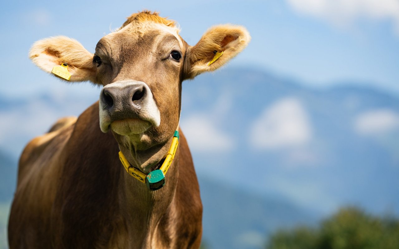 Kühe werden oft unterschätzt, die intelligenten Tiere führen tiefe Freundschaften und haben unterschiedliche Arten, um miteinander zu kommunizieren. 