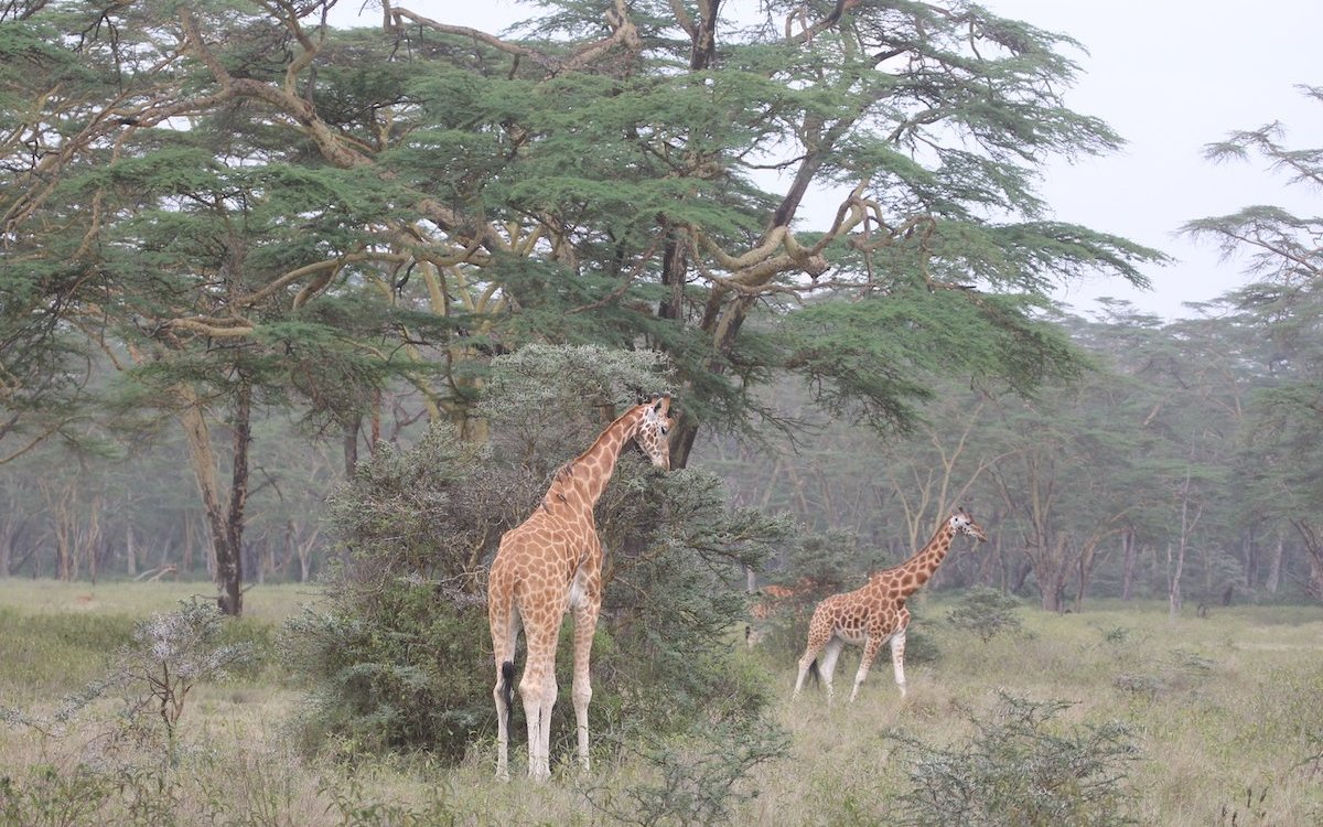 Giraffen in ihrem typischen Lebensraum, der von Akazien dominierten Savanne, hier im Nakuru Nationalpark, Kenia. 