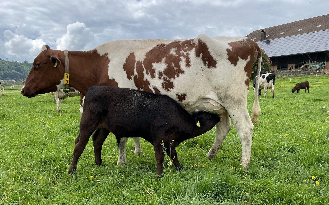 Rund 40 Prozent der Milch wird von den Kälbern getrunken, 60 Prozent bleibt für die Menschen.