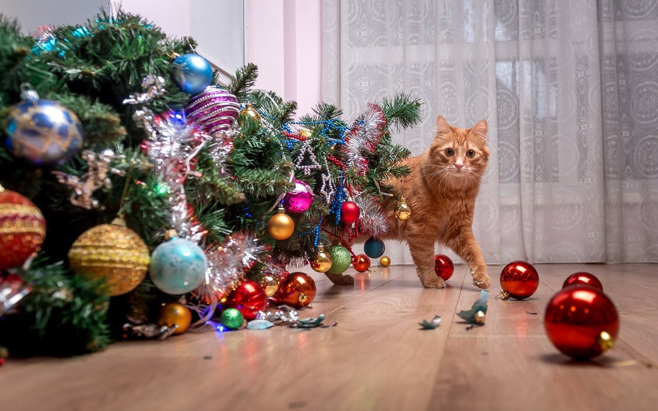 Katzen haben eine besondere Faszination, für die Tanne in den eignen Vierwänden. Zum Schutz der Tiere schmückt man den Baum idealerweise tierfreundlich.