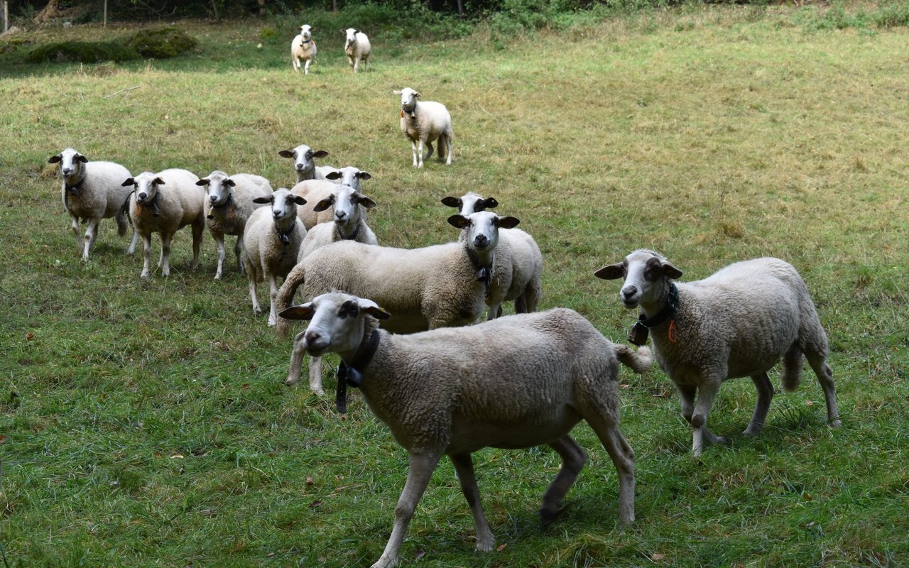 Spiegelschafe sind eine der fünf Schafrassen, die auf dem Projekthof anzutreffen sind.