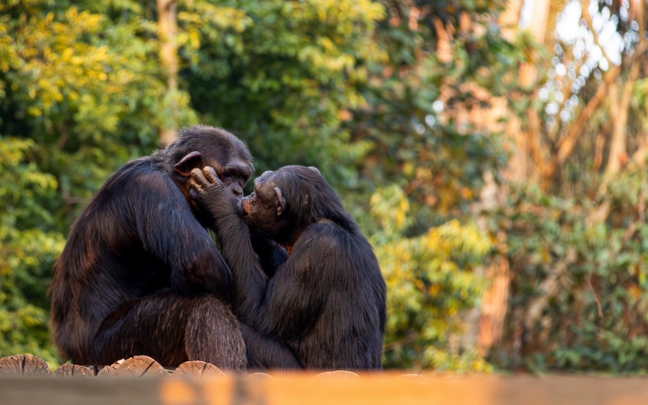 Tiere umwerben einander – das Ziel dabei ist meist gemeinsamer Nachwuchs. 